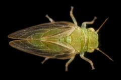 Rhinocola aceris