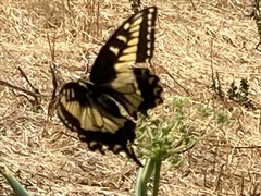 Papilio zelicaon