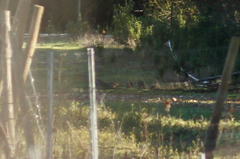 Callipepla californica