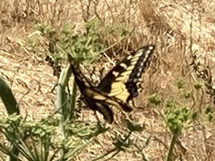 Papilio zelicaon