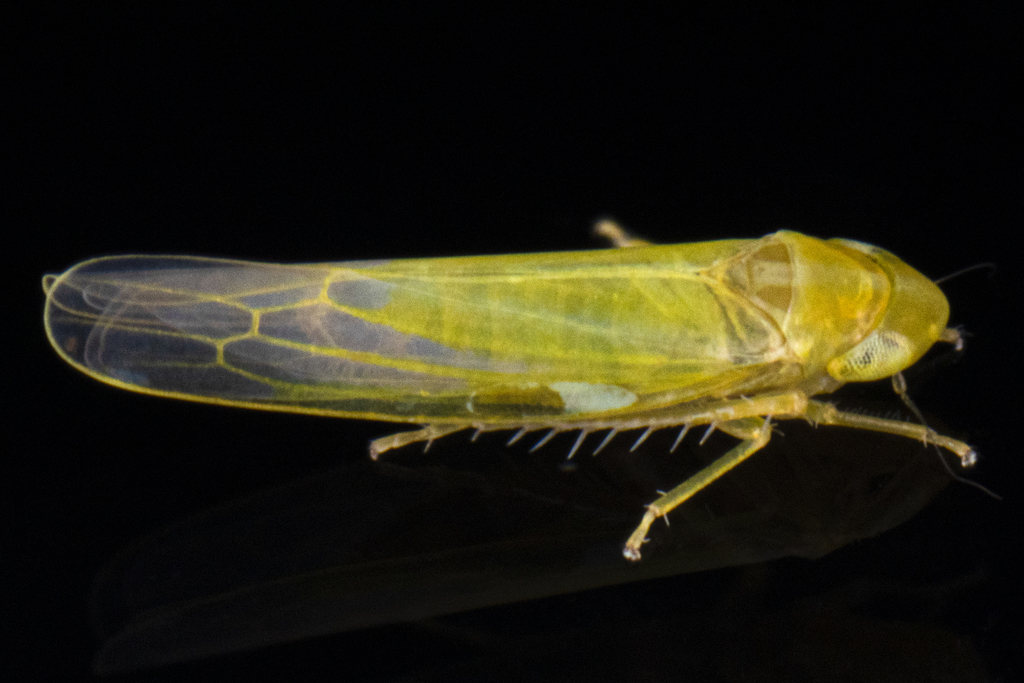 Forcipata triquetra
