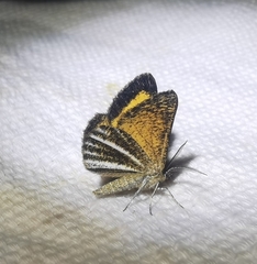 Isturgia limbaria