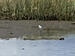 Egretta thula