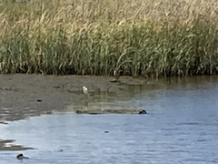 Egretta thula