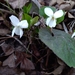 White Violet - Photo (c) Melitta Csepregi, some rights reserved (CC BY-NC-SA), uploaded by Melitta Csepregi