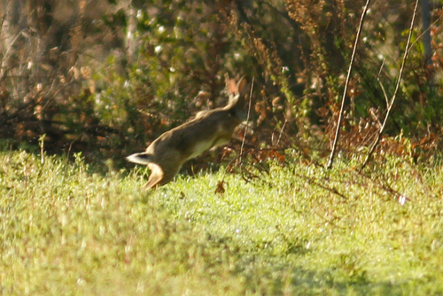 Lepus corsicanus