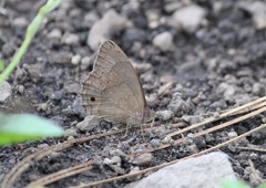 Pindis squamistriga