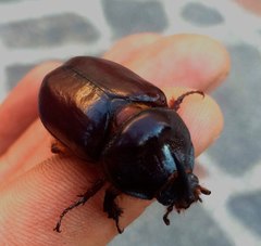 Oryctes nasicornis
