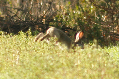 Lepus corsicanus