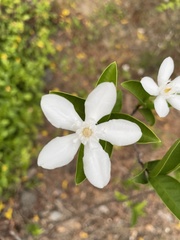 Wrightia antidysenterica