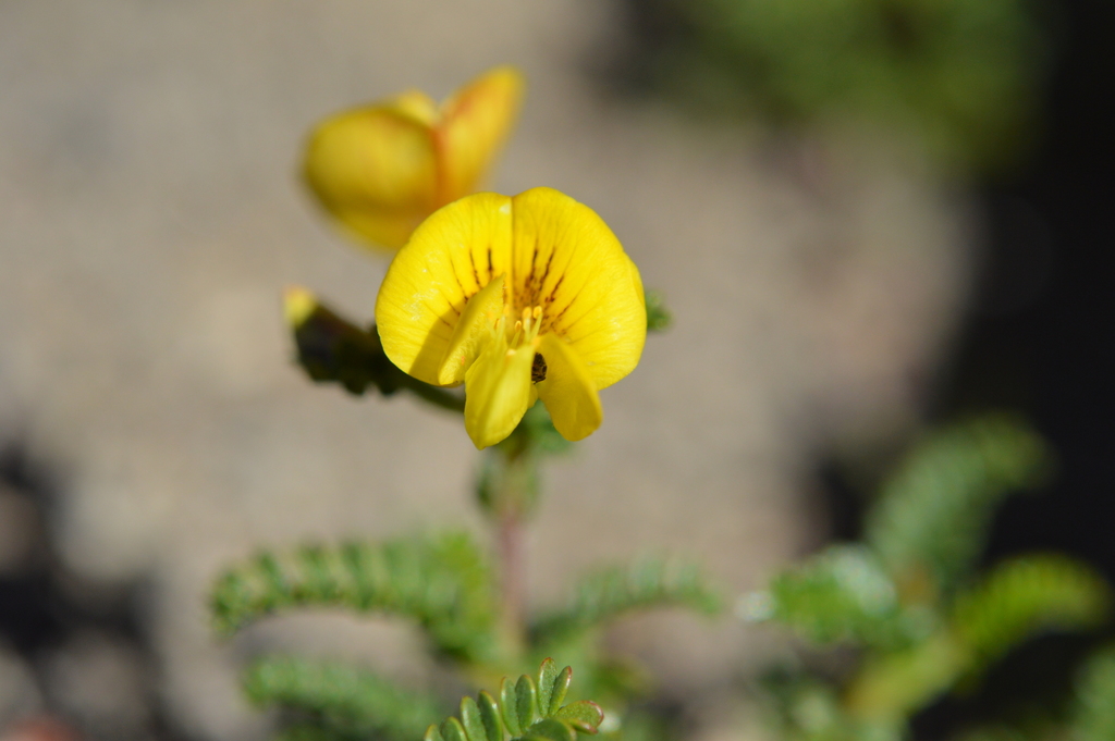 Adesmia retusa