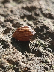 Cyrenidae