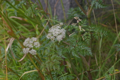 Conioselinum