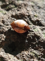Cyrenidae