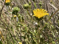Grindelia hirsutula