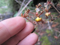 Cyrtochilum flexuosum