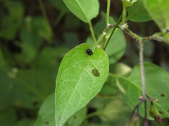 Psylliodes dulcamarae