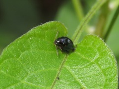 Psylliodes dulcamarae