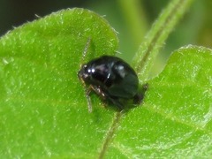 Psylliodes dulcamarae