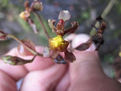 Cyrtochilum flexuosum
