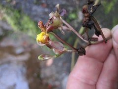 Cyrtochilum flexuosum