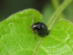 Psylliodes dulcamarae