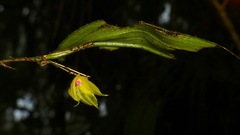 Lepanthes arbuscula