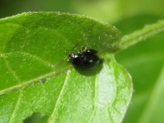 Psylliodes dulcamarae