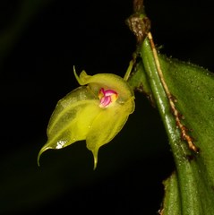 Lepanthes arbuscula