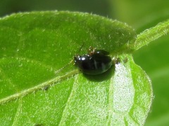 Psylliodes dulcamarae