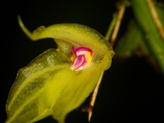 Lepanthes arbuscula