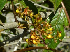 Cyrtochilum diodon