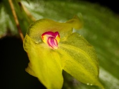 Lepanthes arbuscula
