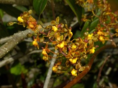 Cyrtochilum diodon