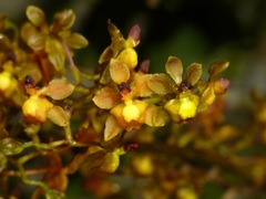 Cyrtochilum diodon