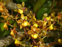 Cyrtochilum diodon
