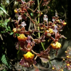 Cyrtochilum cimiciferum