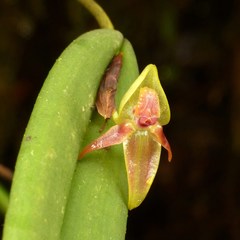 Pleurothallis variabilis