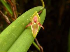 Pleurothallis variabilis