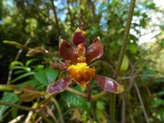 Cyrtochilum flexuosum