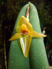 Pleurothallis variabilis