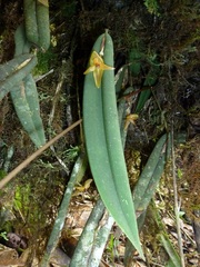 Pleurothallis variabilis
