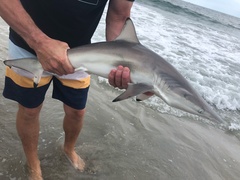 Carcharhinus brevipinna