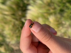 Phyllobrotica decorata