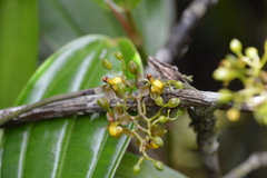 Cyrtochilum diodon