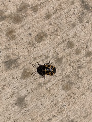 Murgantia histrionica