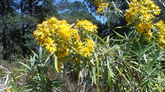 Senecio cinerarioides
