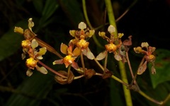 Cyrtochilum cimiciferum