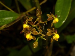 Cyrtochilum diodon