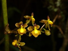 Cyrtochilum diodon